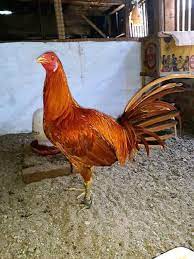 3 cara daftar s1288 net. Jual Ayam Pure Peruvian Dll Home Facebook