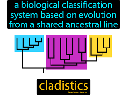 Cladistics Science Flashcards Flashcards Science Student