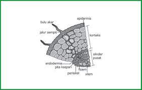 Bagian Bagian Akar Terlengkap Serta Penjelasan Http Ift Tt 2pg6wdw
