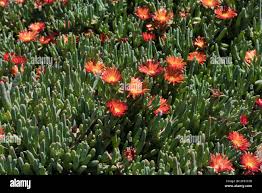 Image result for Rhynchosia luteola