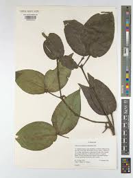 Image result for Warneckea sansibarica