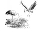 Check spelling or type a new query. Malvorlage Storch Kostenlose Ausmalbilder Zum Ausdrucken Bild 17844