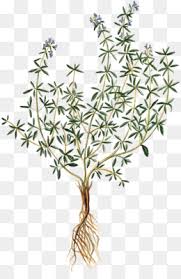Check spelling or type a new query. Thym Herbe Dessin Png Thym Herbe Dessin Transparentes Png Gratuit