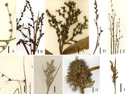 Image result for Scleria sp.no.1