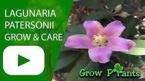 Image result for Lagunaria patersonia