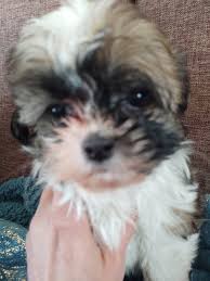 Your shih tzu actually started potty training while he was still in his den with his litter mates and his mother. Shihtzu Poodle Puppies In Akeley Minnesota Hoobly Classifieds Poodle Puppy Puppies Poodle