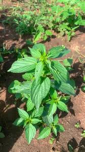 Image result for Micrococca mercurialis