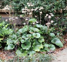 Learn about common debt problems, including filing for bankruptcy. Tanner Wildflowers Help Make Lowcountry Beautiful News Bluffton Today Bluffton Sc