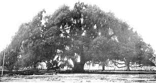 Image result for Oldfieldia