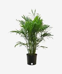 Maybe you would like to learn more about one of these? 10 Best Plants Safe For Cats And Dogs The Strategist