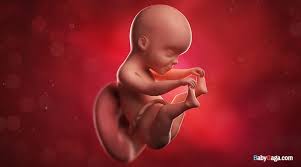 The fetus reaches a length of 15 inches. 25 Week Old Fetus 25 Weeks Pregnant Baby Facts Baby Progress