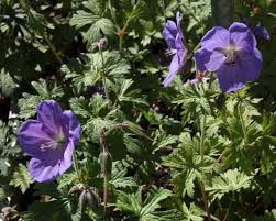 Image result for Geranium bohemicum Orhcid Blue
