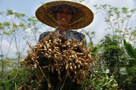 Ada empat jenis tanaman kacang tanah utama yang ditanam di amerika serikat: Ini Perhitungan Biaya Dan Keuntungan Investasi Kacang Tanah Sultengraya