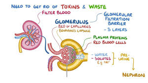 The process starts when the blood is pushed under high pressure into those vessels. Renal Clearance Osmosis