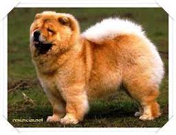 cin aslan kopegi chow chow dogs dog breeds chow dog breed