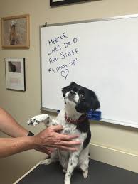 Contact us today to make an appointment! Animal Cancer And Imaging Center