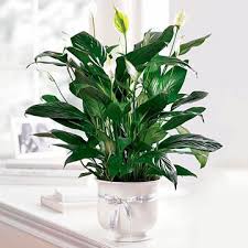 Obituary information for Mary G Gruber