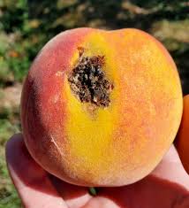 Check spelling or type a new query. Southwest Michigan Fruit Update Aug 18 2020 Fruit Nuts
