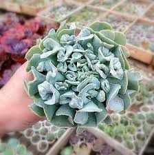 Echeveria Nichi Echeveria Suculentas Cultivar
