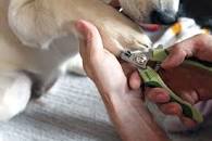 Image result for safe nail trimmer for dogs