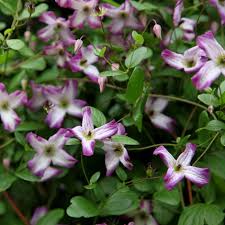 We did not find results for: Buy Clematis Group 3 Clematis Triternata Rubromarginata 24 99 Delivery By Crocus
