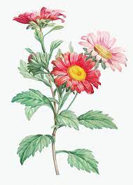 Shop for aster flower art from the world's greatest living artists. Download Premium Illustration Of Vintage Aster Flowering Plant Flower Clipart Flower Illustration Digital Flowers