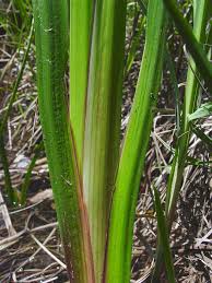 Image result for Artabotrys collinus