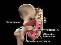 Pin On 06 Pelvic