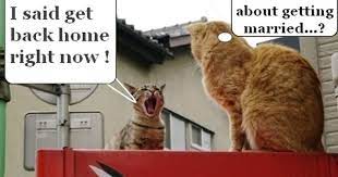 Pin By Small Cat Us On Cat Funny Moment Funny Moments Funny Cats Funny