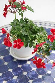 My Moroccan Table Geraniums Red Geraniums Beautiful Flowers