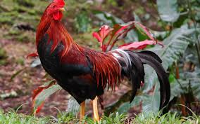 The gallo center for the arts provides a civic gathering place where regional, national and international cultural activities illuminate, educate and entertain. How To Say Rooster In Italian What Is The Meaning Of Gallo Ouino