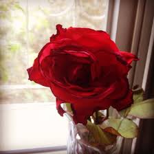 ورد جوري red roses rose flowers