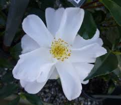 Image result for Theaceae