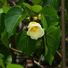 Image result for Thespesia populneoides