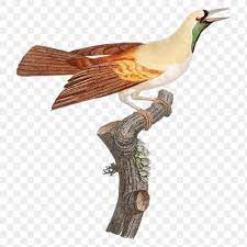 Emperor Bird Of Paradise Png Vintage Drawing Illustration Premium Image By Rawpixel Com Namcha Vintage Drawing Bird Illustration Bird
