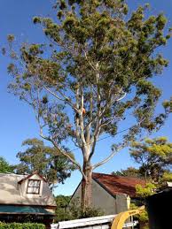 Check spelling or type a new query. Tree Removal Cost 2021 Guide Prices To Cut Down Trees By Size