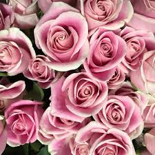 Maybe you would like to learn more about one of these? Forget Me Not Flowers Gifts 536 Photos Florist 1402 N Main St Walnut Creek Ca 94596