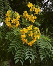 Find help and information on cassia leptophylla gold medallion tree, including varieties and pruning advice. Rare Showy Gold Medallion Tree Cassia Leptophylla 8 Seeds
