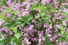 They grow in a bloom in: Shrub With Pink Flowers Blooming Stock Image Colourbox