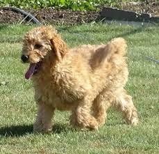 Rides easy to the beach. Virginia Is A Female Goldendoodle Puppy For Sale At Puppyspot Call Us Today To Learn More Ref Goldendoodle Puppy For Sale Puppies For Sale Goldendoodle Puppy