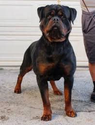 Find great deals on ebay for rottweiler puppies for sale. Pin On Breeders