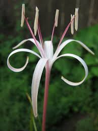 Image result for Ammocharis