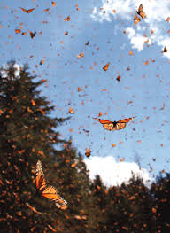 We did not find results for: Aesthetic Tumblr Monarch Butterfly Iphone Wallpaper Novocom Top