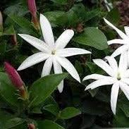 Image result for Jasminum multipartitum
