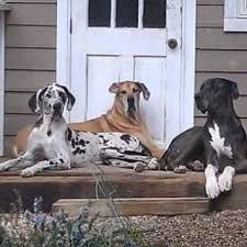 We guarantee to fix your vehicle as if. Great Dane Mobile Rv Repair Home Facebook