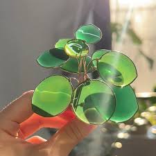 Image result for Pilea bambuseti