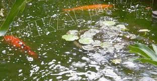Tanaman ini berbentuk seperti corong berwarna putih dan dilengkapi dengan putik berwarna kuning cerah. Atasi Air Kolam Koi Berbusa Dengan Langkah Berikut Ini