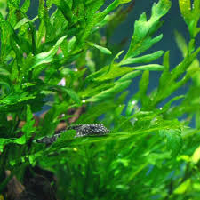 Image result for Nymphaea heudelotii