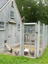 Henblog Hencam A Chicken Keeping Life Chicken Coop Pet Chickens Coop