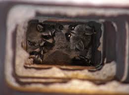 Bird barrier stealthnet bat net is a popular option. Wildlife In My Chimney Wildlife Illinois